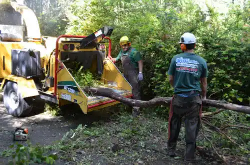 tree services Fort Lauderdale